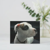 Puppy Pit Bull T-Bone Briefkaart (Staand voorkant)