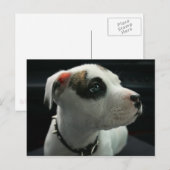 Puppy Pit Bull T-Bone Briefkaart (Voorkant / Achterkant)