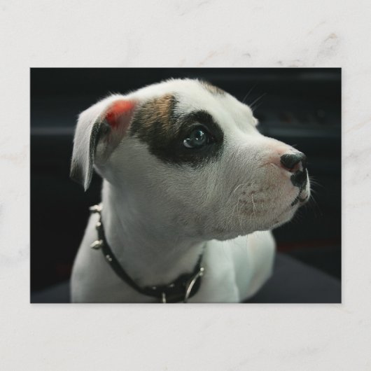 Puppy Pit Bull T-Bone Briefkaart (Voorkant)
