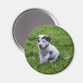 Puppy Pit Bull T-Bone Magneet (Voorkant / Achterkant)