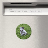Puppy Pit Bull T-Bone Magneet (Insitu (Vaatwasser))