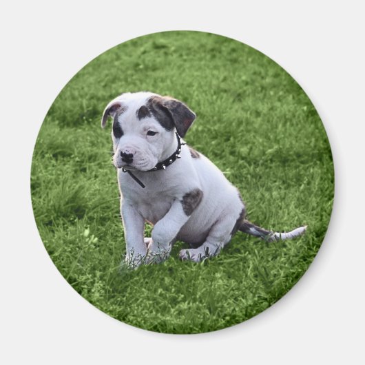 Puppy Pit Bull T-Bone Magneet (Voorkant)