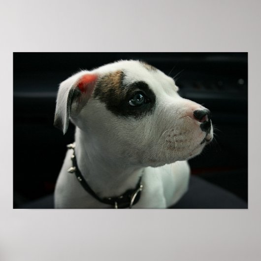 Puppy Pit Bull T-Bone Poster (Voorkant)