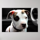 Puppy Pit Bull T-Bone Poster (Voorkant)