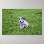 Puppy Pit Bull T-Bone Poster (Voorkant)