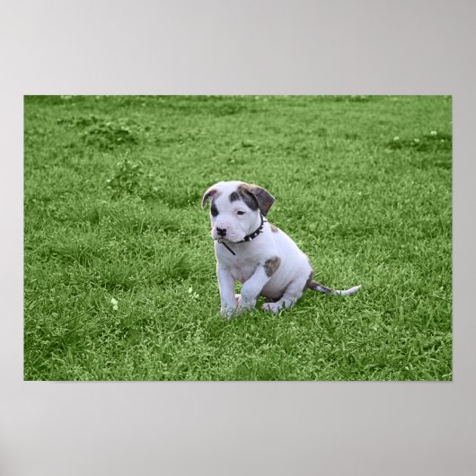 Puppy Pit Bull T-Bone Poster (Voorkant)