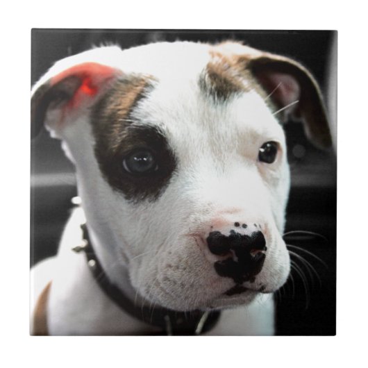 Puppy Pit Bull T-Bone Tegeltje (Voorkant)