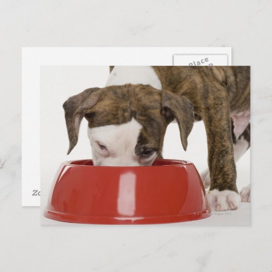 Puppy pitbull eet uit gerecht briefkaart (Voorkant / Achterkant)