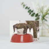 Puppy pitbull eet uit gerecht briefkaart (Staand voorkant)