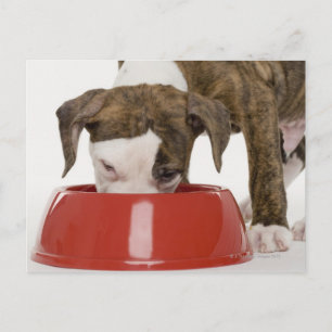 Puppy pitbull eet uit gerecht briefkaart