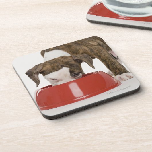 Puppy pitbull eet uit gerecht onderzetter (Linkerzijde)