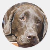 Puppy Play Date Chocolate Labrador Foto Ronde Sticker (Voorkant)