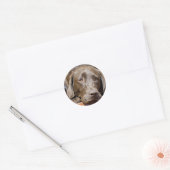 Puppy Play Date Chocolate Labrador Foto Ronde Sticker (Envelop)