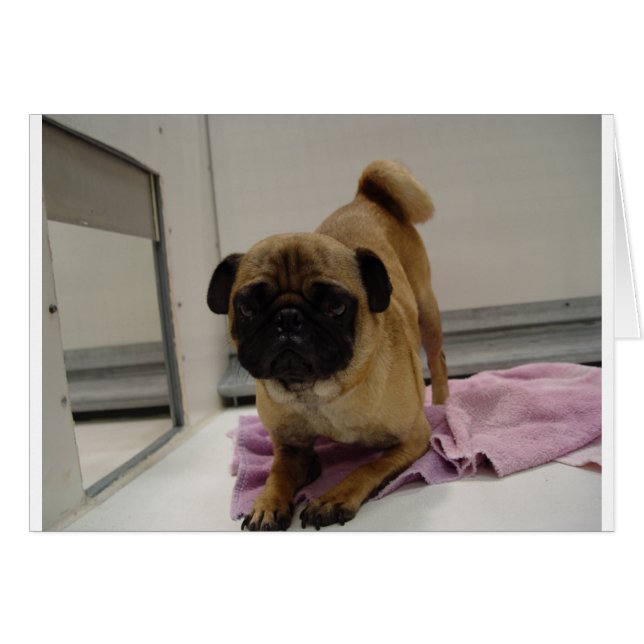 puppy.png (Voorkant Horizontaal)