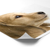 Puppy Poster (Hoek)