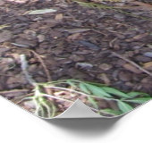 Puppy Poster Teth Rottweiler (Hoek)