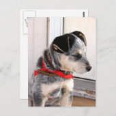 Puppy Pozed Briefkaart (Voorkant / Achterkant)