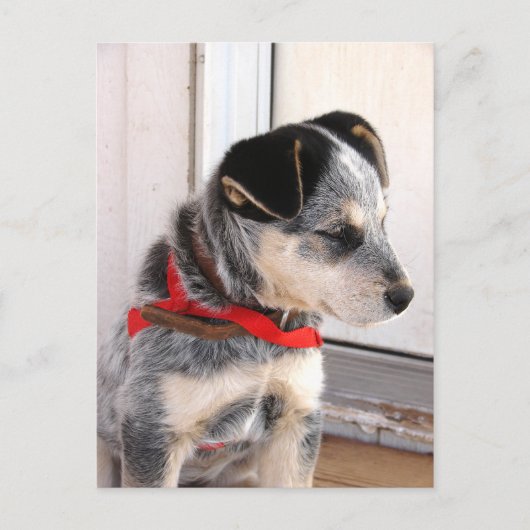 Puppy Pozed Briefkaart (Voorkant)