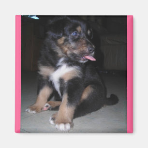 Puppy raspberry magnet