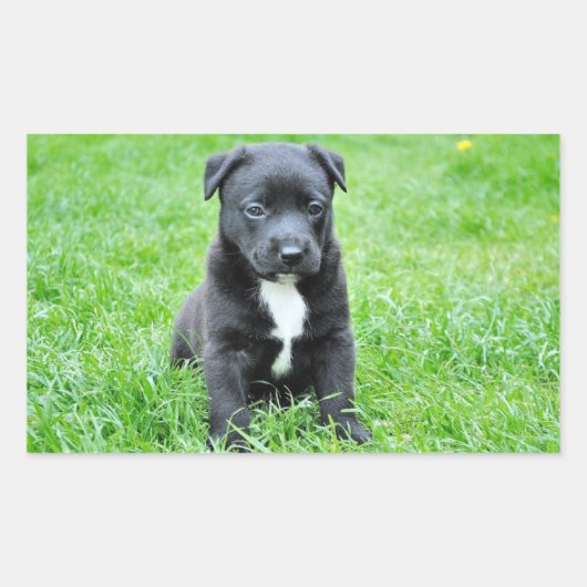 Puppy Rechthoekige Sticker (Voorkant)