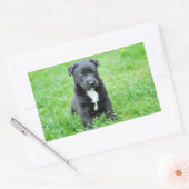 Puppy Rechthoekige Sticker (Envelop)