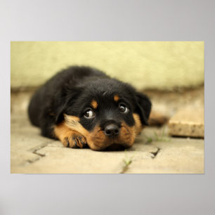 Puppy rottweiler poster
