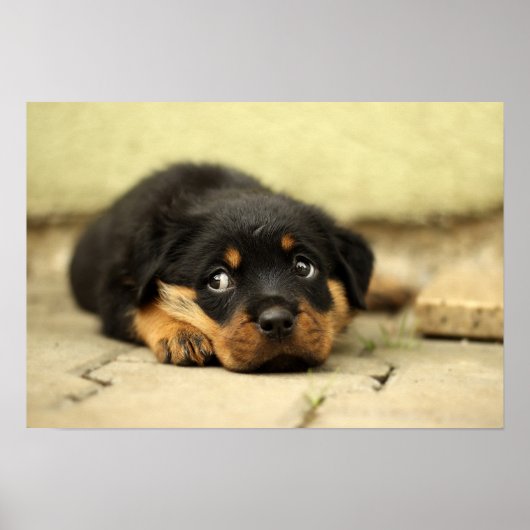 Puppy rottweiler poster (Voorkant)