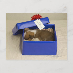Puppy slapen in een cadeaudoos briefkaart