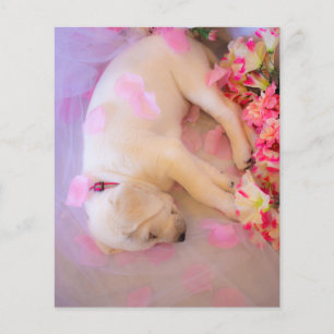 Puppy Sleepy Veil 01