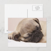 Puppy Soundly Sleeping Briefkaart (Voorkant / Achterkant)