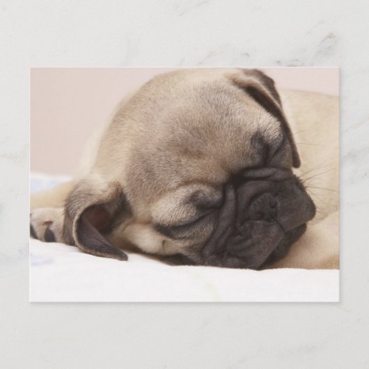 Puppy Soundly Sleeping Briefkaart (Voorkant)