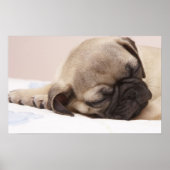 Puppy Soundly Sleeping Poster (Voorkant)