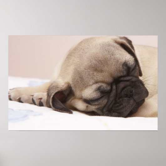 Puppy Soundly Sleeping Poster (Voorkant)