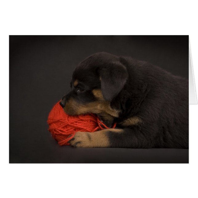 Puppy spelen 2 (Voorkant Horizontaal)