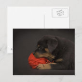 Puppy spelen 2 briefkaart (Voorkant / Achterkant)