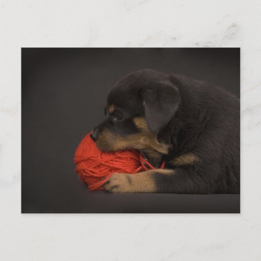 Puppy spelen 2 briefkaart (Voorkant)
