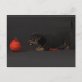 Puppy spelen 3 briefkaart (Voorkant)