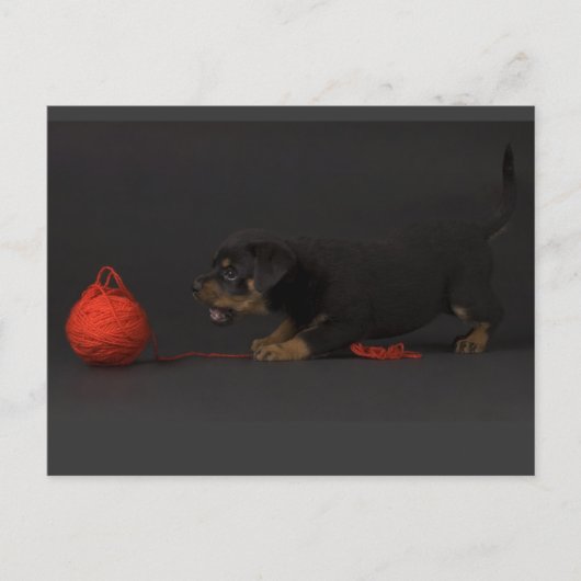 Puppy spelen 3 briefkaart (Voorkant)