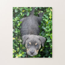 Puppy spelen in Struiken Puzzel