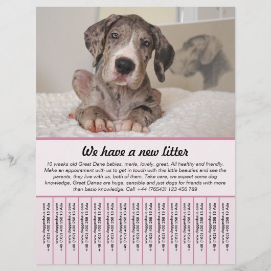 puppy te koop flyer sjablonen (Voorkant)