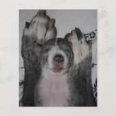 puppy te koop flyer sjablonen (Achterkant)