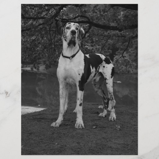 puppy te koop flyer sjabloon QR-code (Achterkant)