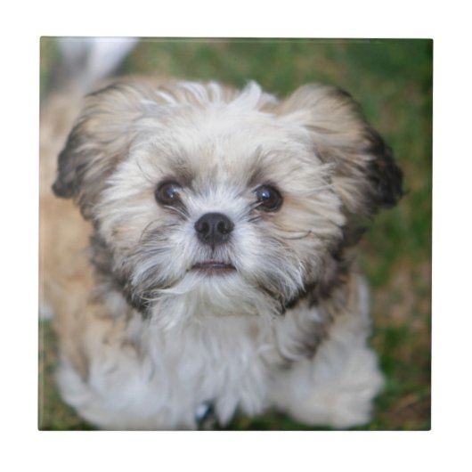 Puppy Tegeltje (Voorkant)