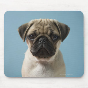 Puppy tegen blauwe achtergrond muismat