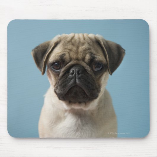 Puppy tegen blauwe achtergrond muismat (Voorkant)