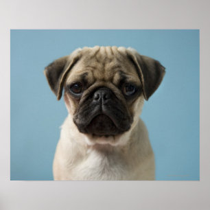 Puppy tegen blauwe achtergrond poster