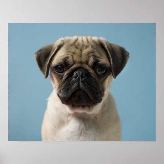 Puppy tegen blauwe achtergrond poster (Voorkant)
