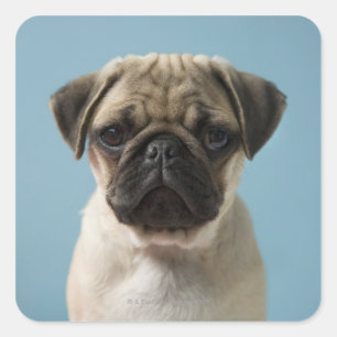 Puppy tegen blauwe achtergrond vierkante sticker