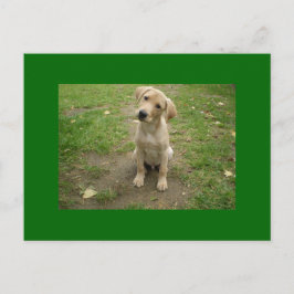 Puppy Tilts Head Labrador Briefkaart