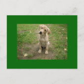 Puppy Tilts Head Labrador Briefkaart (Voorkant)